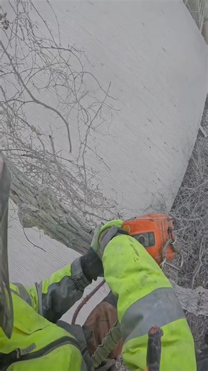 #climberchrisg #treework #tree #rigging #climber #climberlife #climb #climbhigh #higher #husqvarna #tophand | Hogshead | Facebook