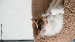 cute beautiful domestic cat kitten close-up looking at the camera at home video in vertical format. High quality 4k footage