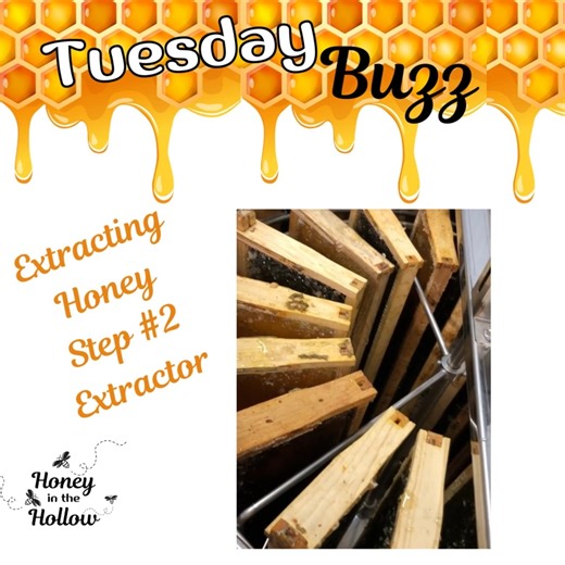 Harvest time! Step Two involves our extractor, which uses centrifugal force to remove the honey and leave the wax in tact for the bees to re-use! #shoplocal #smallbusiness #honeybee #miel #ShopSmall #nature #healthyfood #honey #bees #beekeeper #honeybees #honeycomb #beekeeping #food #bee #natural #love #beehive #savethebees #honeyinthehollowbeefarm | Honey In The Hollow Bee Farm LLC
