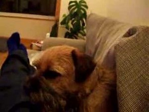 A border terrier singing the blues . . .