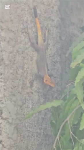 how to catch lizard #real