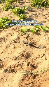 A Sunshine Coast trip for lovers of wildlife! 🐢💙 Discover baby turtle hatchlings at the family-friendly NRMA Parks and Resorts Turtle Sands Resort - just 3hrs from Brisbane 📍 👉 Share with the friends that need to join you for this experience! | Camplify
