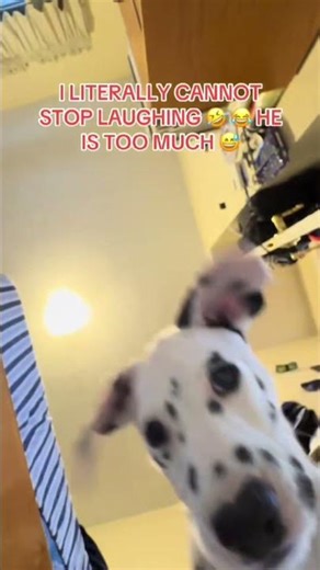 Dog eats camera funny #viral #funny #dog #dogshorts #shorts