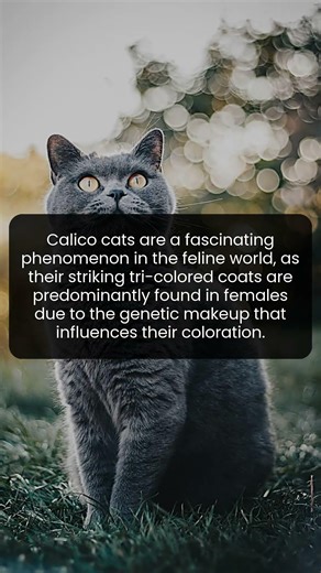 Discover the stunning reason why most calico cats are female