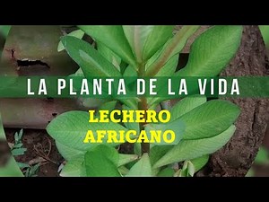 LECHERO AFRICANO ¿DÓSIS?
