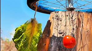 Genius hacks for raising your chickens on the farm! 🐓