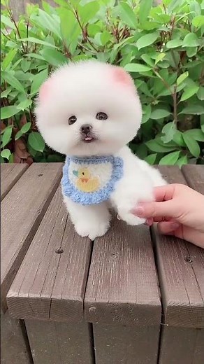 Cute Mini Teacup Dog Enjoying Fun Moments 🐶🌸 #Teacupdog #Happypup