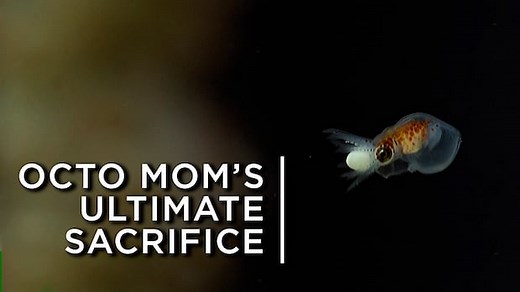 Mother octopus makes the ultimate sacrifice for her babies | CBC Documentaries