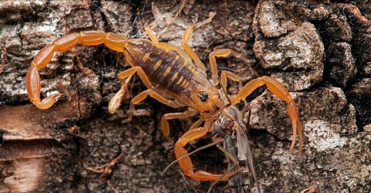 Bark Scorpion