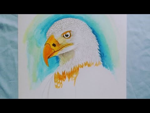 🎨 Live Sketch of Kite Bird | Step-by-Step Bird Drawing