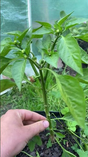 Pruning Pepper Plants for Better Growth – Garden Tips #garden #gardening