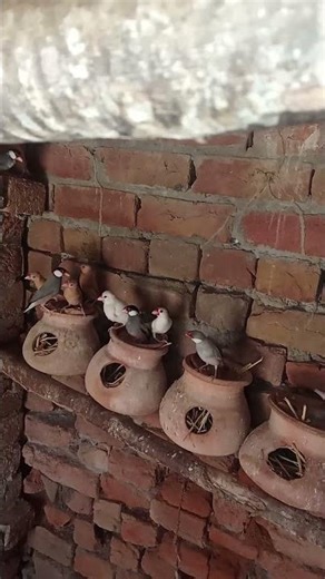 Java sparrow colony are Akbar shah #java #sparrow #colony #like #subscribe #
