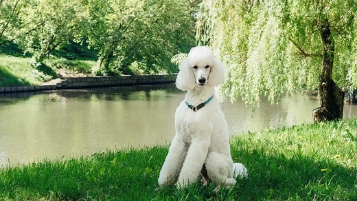 Poodles as Hunting Dogs: 7 Pros and Limitations to Know