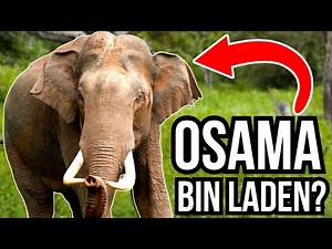 3 Famous Animals Who Became Serial Killers