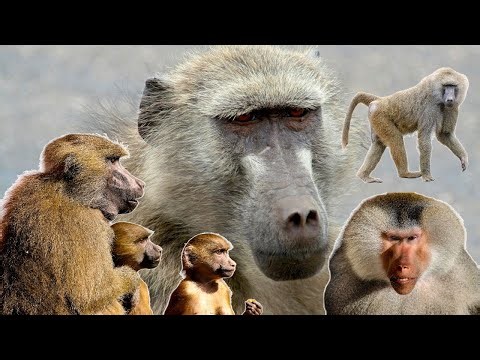 Baboon | Intelligent and Social Primates that Rule the Grasslands