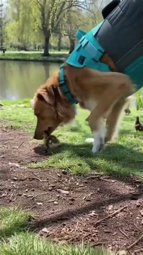 The Duckling Rescue Run🦆 #viral #dog #shorts #pets