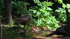 Two wild turkey hens and their young chicks walking through the forest
