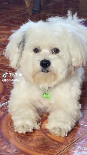 Adorable Shih Tzu Dog Moments & Cute Sounds