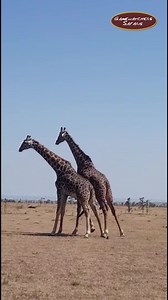 Giraffe Necking: Graceful Giants in Action! The long necks of giraffes may seem gentle, but don't be fooled – this behavior is a fascinating display of dominance and strength. During intense clashes, male giraffes engage in fierce competition for dominance. They demonstrate their strength by bracing their legs and using their long necks to deliver powerful blows to one another, using the stout ossicones atop their heads like sledgehammers. The showdowns are a remarkable display of their natural 
