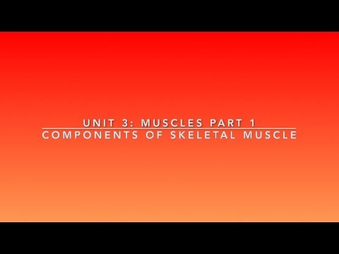 Components of Skeletal Muscles | Lime the Tutor | Premed Anatomy and Physiology
