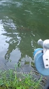 😱Wow ikan patin besar terdampar di rumput 20pound, skbr low power💪 | Mang Rey ORI