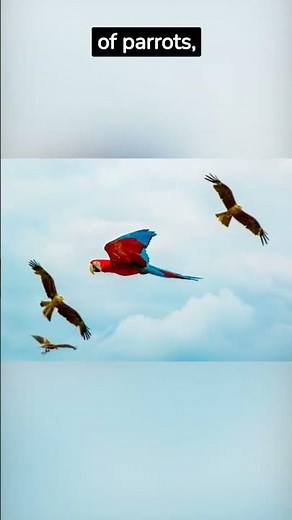 GIANT PARROTS! The World of Macaws 🦜🌈