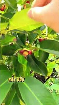 Thăm vườn Măng Cụt trĩu quả #hutieuhappyfarm #lamvuon #bophovevuon #cuocsongnongthon