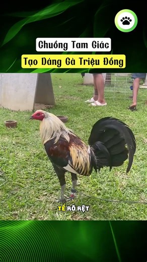 Triangular chicken coop shaped like a million-dollar chicken coop.