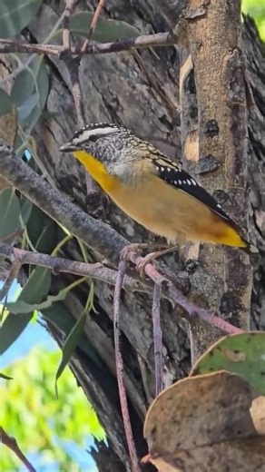 Amazing Spotted Pardalote Bird Smallest Birds in the World | Tiny Australian Bird