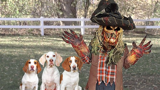Dogs vs evil scarecrow prank funny Maymo & friends Halloween