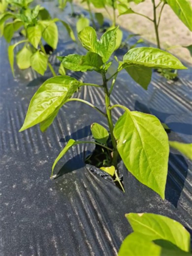 Május 27. 33 C fok meleg..🌞🌞🌞 Paprika🫑: meleg igényes... De nem ennyire! Fekete fólia: az ellenség. Öntözés: csak ésszel. A paprikát könnyű túl öntözni... Paradicsomot ebben a fenológiai fázisban szinte lehetetlen. (Később már reped a gyümölcs...) #bacszoldertzrt #egészség #természet #paprika #barack #kajszi #paradicsom #szilva #kertészet #agrár #agrárium #mezőgazdaság #cseresznye #ÁFACSÖKKENTÉS #ingyenes #program #fontos #SZEDDMAGAD #kecskemét #mentálisegészség #meleg #öntözés