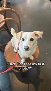 Elko was found in a sealed box in the road, so his age is just an estimate from the vet. They told us they thought he was about 2 years old. We wish we could see Elko’s puppy photos! But we’re so thankful to have him now. Best thing that ever happened was finding him. #dogtravel #rescuedog #dog #dogfriendly #fyp | Elko The Travel Dog