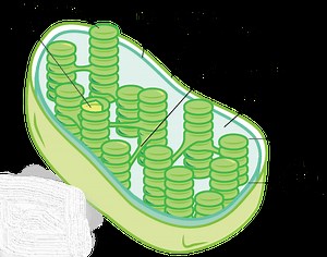 Thylakoid membrane in a cell - function, structure, and definition