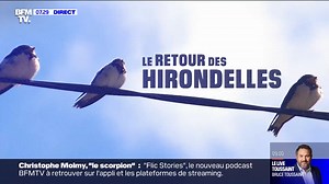 C'est parti pour suivre le retour des hirondelles tous les vendredis matins sur BFMTV ! 🤩 Elles arrivent ! 👀 Si vous voyez une hirondelle, dites-nous où et quand 👉 https://you.lpo.fr/dg6a7 Opération en partenariat avec BFMTV et avec le soutien de Office français de la biodiversité #leretourdeshirondelles | LPO France