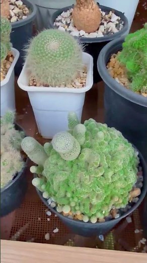 Amazing Cactus Varieties