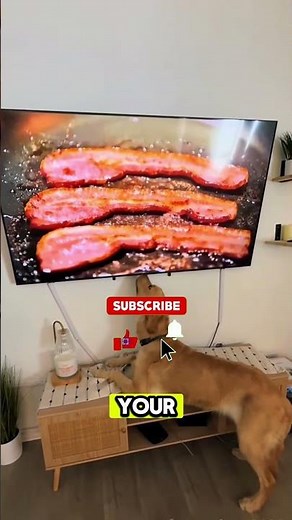 Dogs Licking TV Screens Thinking Food Is Real 😂 | Funniest Dog Reactions #dogs #funny