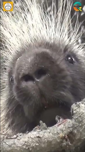 Porcupine 🦔 | Nature’s Spiky Defender 🌿 | Hystrix indica #Porcupine #WildlifeFacts #NatureShorts