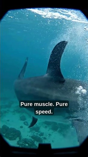 The Last Thing You See Before a Great White Attack 🦈 #shorts #ocean #shark