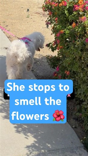 She looked back for the little girl who made her bow #shorts #fyp #dog#smallbusiness #handmade #pet