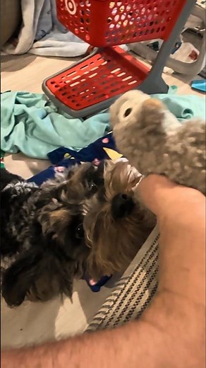 Link wants the flying squirrel 😅