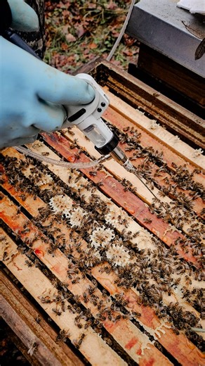 Heinrich Holtermann KG | WINTERBEHANDLUNG Die Temperaturen waren soweit, die Oxalsäure-Behandlung stand an. Den Bienen einmal kurz Hallo sagen und schon ist der... | Instagram