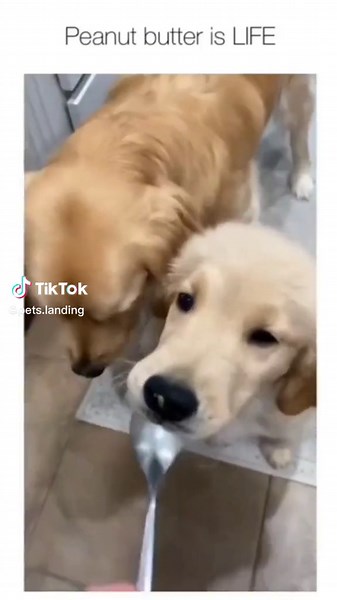 ASMR test: passed #funnyvideo #FunnyContent #PetTiktoks #AnimalLover #CuteAnimals #FunnyDogs #TikTokDogs --- We do not claim ownership of this video, all rights are reserved and belong to their respective owners, no copyright infringement intended. Please DM us for credit/removal. Author: Unknown