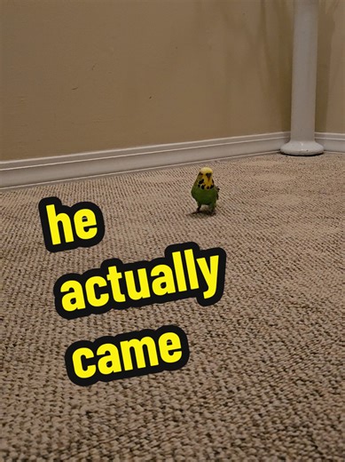 Effective Bird Training Techniques with Charlie