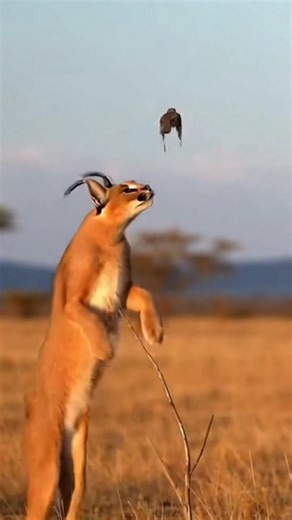 مستحيل! 😱 وشق يقفز أكثر من 3 أمتار في الهواء!!