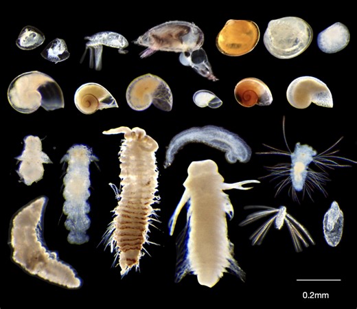 University of Hawaiʻi oceanographers provide first in-depth look at this deep-sea ecosystem | Kauai Now