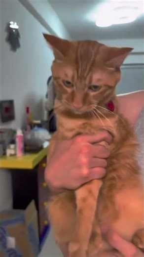 The Amazing Imitation Skills of a Tiny Kitten 🐱💡 #shorts
