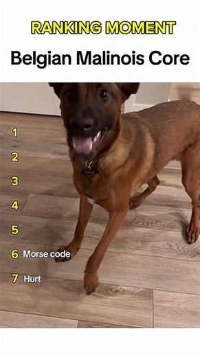 Dogs being idiots part 46: Malinois dog 🤣 #funnydog #funnypet #cutedog #dogshorts