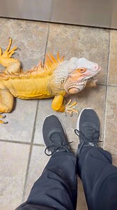 27K views · 607 reactions | How my iguana lets me know he needs help with stuck shed! #lizard #exoticpets #reptile #iguana #pet #pets #animals #petlovers #petstagram #petlovers #foryou #petsofinstagram #RocketThelguana #dragons #reptilesofinstagram #cuteanimals | Rocket The Iggy | Facebook