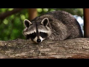 Raccoon Scream and Growl Sound Effect in HD Quality