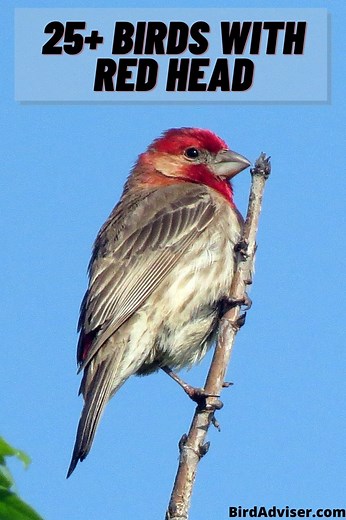 25 Birds with Red Heads (with Pictures) (Updated 2025)